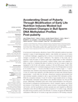 Accelerating onset of puberty through modification of early life nutrition induces modest but persistent changes in bull sperm DNA Methylation profiles Post-puberty