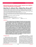 Mitochondria-derived reactive oxygen species drive GANT61-induced mesothelioma cell apoptosis