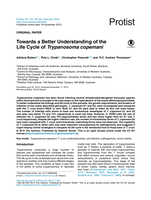 Towards a better understanding of the life cycle of Trypanosoma copemani