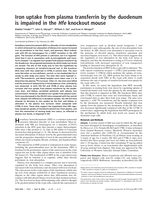 Iron uptake from plasma transferrin by the duodenum is impaired in the Hfe knockout mouse