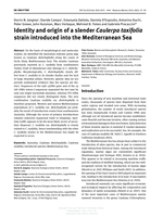 Identity and origin of a slender Caulerpa taxifolia strain introduced into the Mediterranean Sea