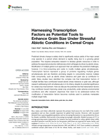Harnessing transcription factors as potential tools to enhance grain size under stressful abiotic conditions in cereal crops