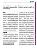 Hearing of the African lungfish (Protopterus annectens) suggests underwater pressure detection and rudimentary aerial hearing in early tetrapods
