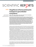 Stygofauna enhance prokaryotic transport in groundwater ecosystems