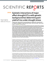Epistatic interactions of major effect drought QTLs with genetic background loci determine grain yield of rice under drought stress