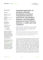 Integrated application of bacterial carbonate precipitation and silicon nanoparticles enhances productivity, physiological attributes, and antioxidant defenses of wheat (Triticum aestivum L.) under semi-arid conditions
