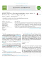 Foraging behavior of the black-eared kite Milvus migrans lineatus at Victoria Harbour and Kowloon Bay, Hong Kong