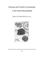 Structure and Function of Leukocytes in the Family Macropodidae