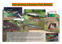 Fish stocking of Sandown Park Wetland