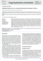 Phytophthora acaciivora sp. nov. associated with dying Acacia mangium in Vietnam