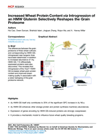 Increased wheat protein content via introgression of an HMW glutenin selectively reshapes the grain proteome