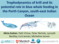 Trophodynamics of krill and its potential role in blue whale feeding in the Perth Canyon, south-east Indian Ocean
