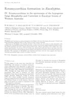 Ectomycorrhiza formation in Eucalyptus.. IV. Ectomycorrhizas in the sporocarps of the hypogeous fungi Mesophellia and Castorium in Eucalypt forests of Western Australia