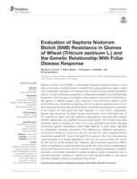 Evaluation of Septoria Nodorum Blotch (SNB) resistance in glumes of wheat (Triticum aestivum L.) and the genetic relationship with foliar disease response