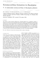 Ectomyeorrhiza formation in Eucalyptus. V. A tuberculate ectomycorrhiza of Eucalyptus pilularis