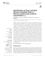 Identification of gray leaf spot disease candidate gene in Narrow-Leafed Lupin (Lupinus angustifolius L.)