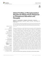 Global profiling of phosphorylation reveals the barley roots response to phosphorus starvation and resupply