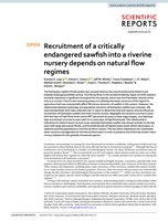 Recruitment of a critically endangered sawfish into a riverine nursery depends on natural flow regimes