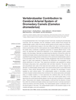 Vertebrobasilar contribution to Cerebral Arterial System of Dromedary Camels (Camelus dromedarius)