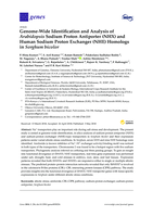 Genome-wide identification and analysis of arabidopsis sodium proton antiporter (NHX) and human sodium proton exchanger (NHE) homologs in Sorghum bicolor
