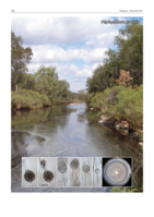 Phytophthora fluvialis