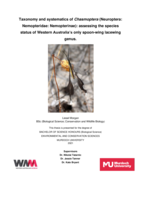 Taxonomy and systematics of Chasmoptera (Neuroptera: Nemopteridae: Nemopterinae): Assessing the species status of Western Australia’s only spoon-wing lacewing genus