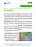 Momma needs a drink: Droughts are stressing out pregnant snakes