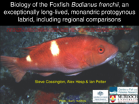 Latitudinal differences in the biology of the foxfish Bodianus frenchii, an exceptionally long lived, protogenous labrid