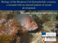 Biology of the breaksea cod, Epinephelides armatus, a serranid with an unusual pattern of sexual development