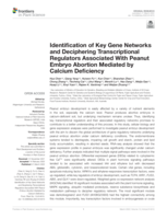 Identification of key gene networks and deciphering transcriptional regulators associated with peanut embryo abortion mediated by calcium deficiency