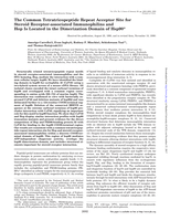 The common tetratricopeptide repeat acceptor site for steroid receptor- associated immunophilins and Hop is located in the dimerization domain of Hsp90