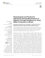 Physiological and proteomic signatures reveal mechanisms of superior drought resilience in Pearl Millet compared to wheat