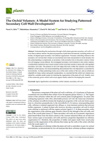 The Orchid Velamen: A model system for studying patterned secondary cell wall development?