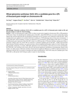 Wheat glutamine synthetase TaGSr-4B is a candidate gene for a QTL of thousand grain weight on chromosome 4B