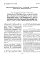 Experimental infection of newly weaned pigs with human and porcine strains of Serpulina pilosicoli