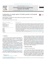 Confirmation of a unique species of Giardia, parasitic in the quenda (Isoodon obesulus)