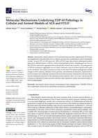 Molecular mechanisms underlying TDP-43 pathology in cellular and animal models of ALS and FTLD