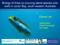 The biology of three sympatric labrid species from two regions in Western Australia