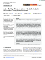 Active shedding of Neospora caninum detected in Australian wild canids in a nonexperimental context