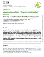 Asymmetric wall ingrowth deposition in Arabidopsis phloem parenchyma transfer cells is tightly associated with sieve elements