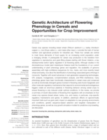Genetic architecture of flowering phenology in cereals and opportunities for crop improvement