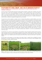 Patches in the crop – But is it Rhizoctonia?