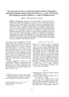 New records and notes on Hawaiian marine benthic Chlorophyta, including Pseudochlorodesmis abbreviata (Gilbert), n. comb. (Udoteaceae) and Cladophora luxurians (Gilbert), n. comb. (Cladophoraceae)