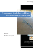 Endangered sawfishes and river sharks in Western Australia