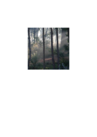 The appearances of beauty, a personal journey: A poetics of sustainability
