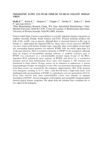 Transgenic lupin cultivar immune to bean yellow mosaic virus