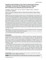 Intestinal spirochaetes of the genus Brachyspira share a partially conserved 26 kilobase genomic region with Enterococcus faecalis and Escherichia coli