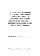 Investigation of urinary neutrophil gelatinase-associated lipocalin concentration for the diagnosis of ischaemia-reperfusion induced acute kidney injury in dogs
