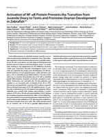 Activation of NF- B protein prevents the transition from juvenile ovary to testis and promotes ovarian development in Zebrafish