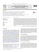 First report of Ancylostoma ceylanicum in wild canids
